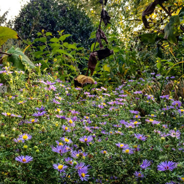 Front & Backyard Garden