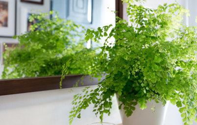 Indoor Plant Profile: Maidenhair Fern