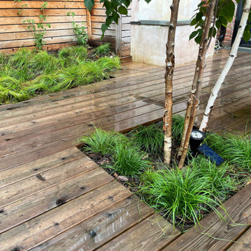Carex grasses surround a river birch, groundnut vines creep up the fence