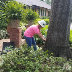 Tree Fertilization - Gardening Tools