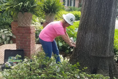 Tree Fertilization