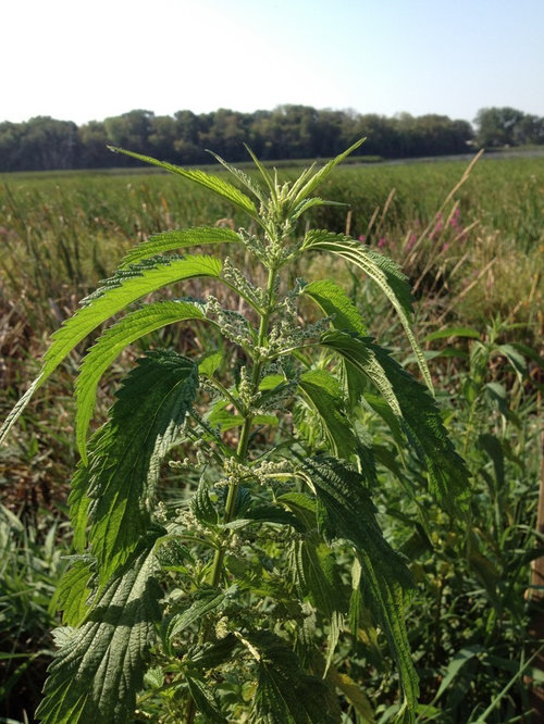 Weed that burns the skin