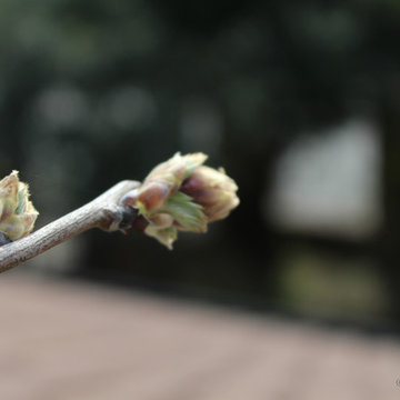 Il giardino in primavera