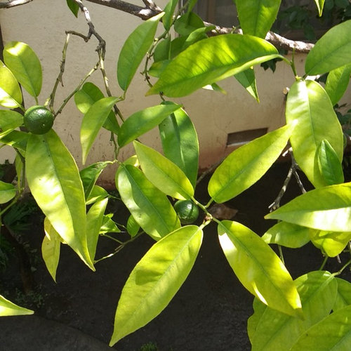 My Mandarin tree has pale color leaves..