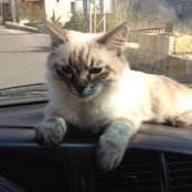 Tala Ayachs foto