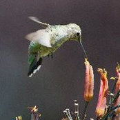 Foto von Patty Carman