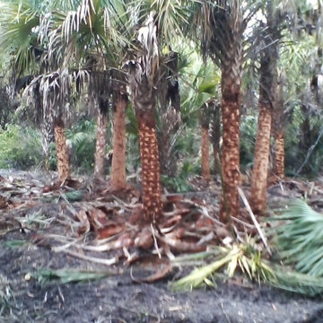 harvesting trees