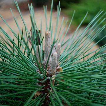 Thunderhead pine