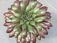 crown of thorns succulent 10" CROWN OF THORNS