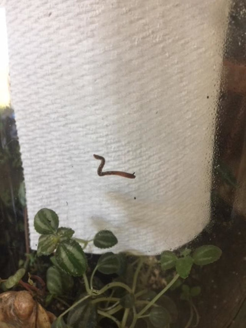What to do? Worm & Snails in Terrarium