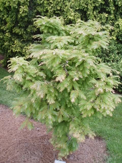 metasequoia glyptostroboides jack frost metasequoia glyptostroboides jack frost