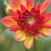 Stephanie Adrian's photo