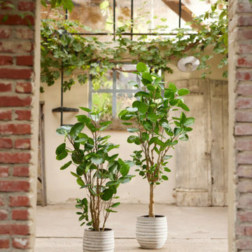 Artificial & Forever Green Plants