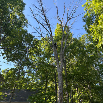 Complete Outdoor Property Improvement and Tree Service