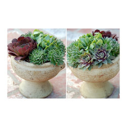 Succulent arrangements - Outdoor Pots And Planters