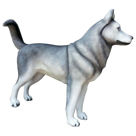 Siberian Husky