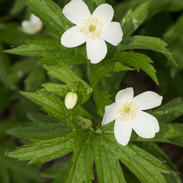 Anemone canadensis