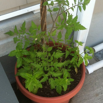 Vegetable & Herb Gardens