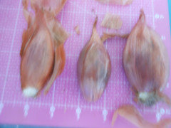 Zebrune Shallot Onion Seeds – Botanical Interests