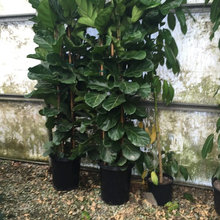 Indoor Plants