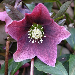 Mittelgroßer, Schattiger Eklektischer Vorgarten mit Gartenweg in Surrey