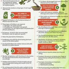 Small Garden ideas for decorating home