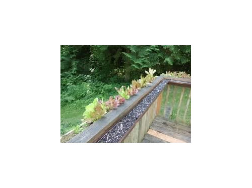 Strawberries in gutters on each side of deck rail.
