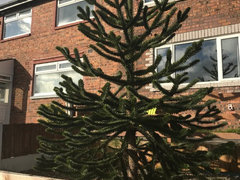 my grandparents monkey puzzle tree, 80+ ft. they are selling the place, im  going to miss it : r/matureplants