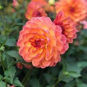 Gwen Weaver's photo