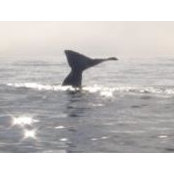 Sonia Duncan's photo