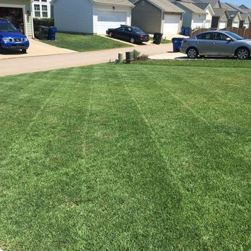 Zenith® Zoysia in Raleigh by Super-Sod
