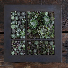 Vertical Gardens