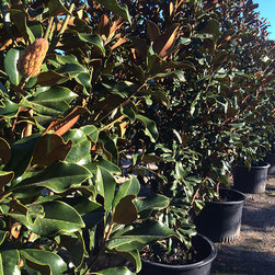 Current Featured Plants - Products