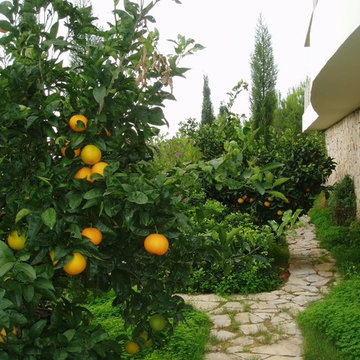 Naranjos en el jardín