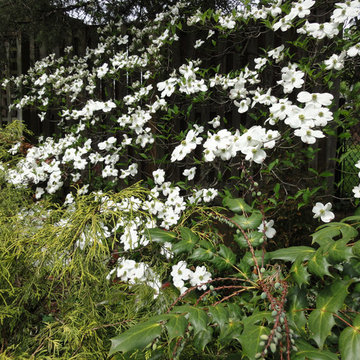 Plant Combinations
