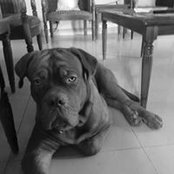 Jagdish Idupugantis billede