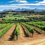 Foto von Tot Penedes