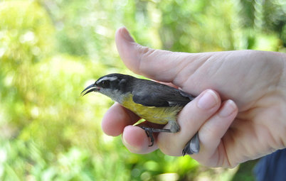 Bring on the Birds: Natural Habitat Ideas for Gardens of All Sizes