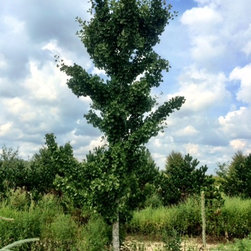 Farms - Gardening And Lawn Care