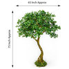 Serene Spaces Living Schefflera Umbrella Tree Plant, 75"