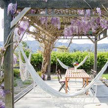 5 Favourite Climbers for a Pergola