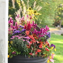 Landscape Ideas