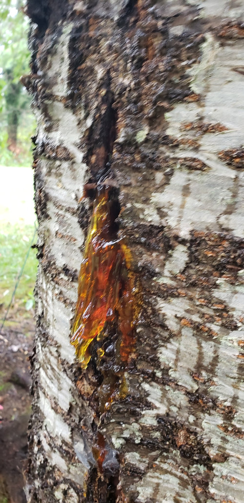 gummosis cherry weeping sap