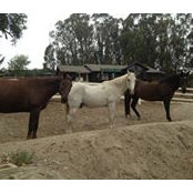 Robby Gussman's photo