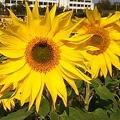 Maki Nakasone's photo