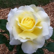 Lonna Thelen's photo