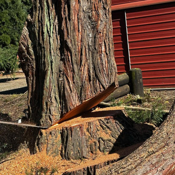 Tree Removal and Site Cleanup Project