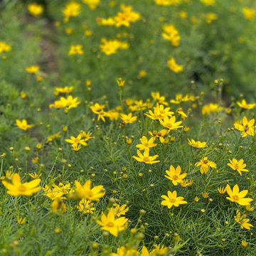 Zagreb coreopsis.