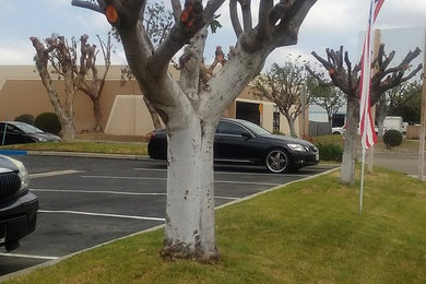 Don't do this to your trees