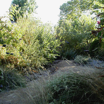 Natomas Backyard Bird Sanctuary
